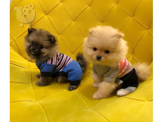 Pomeranian